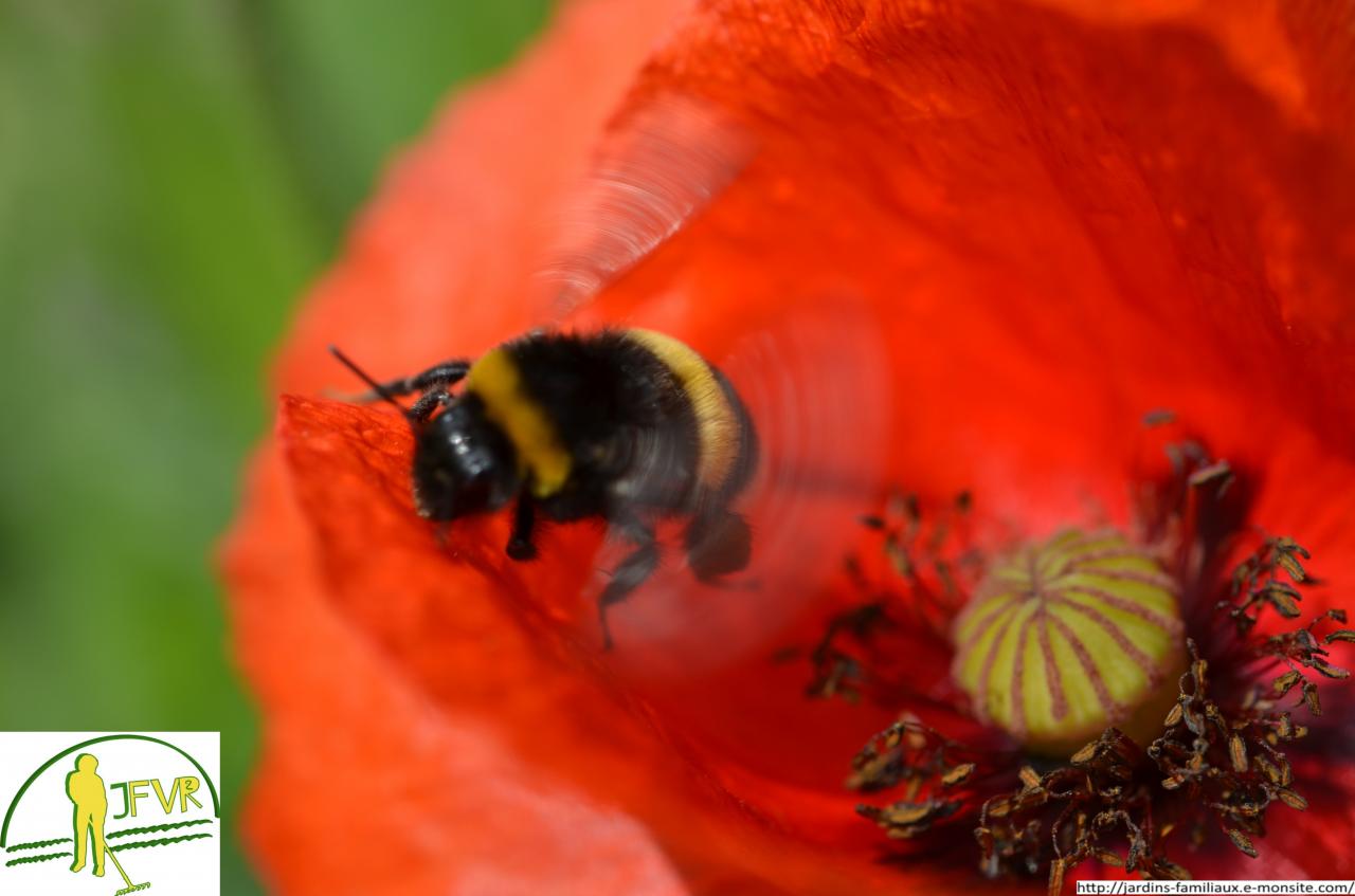 abeille sortant du pistil de coquelicot