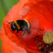 abeille sortant du pistil de coquelicot