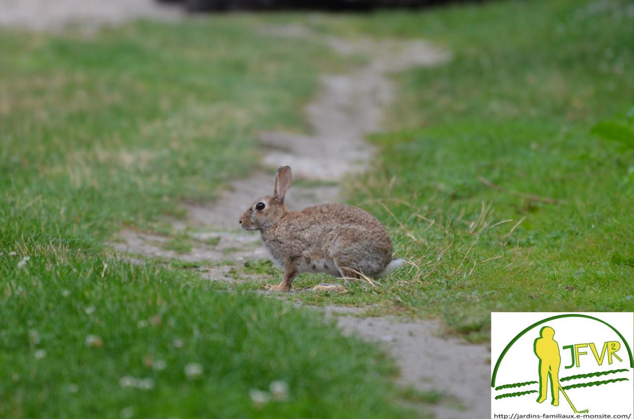 lapin de garenne