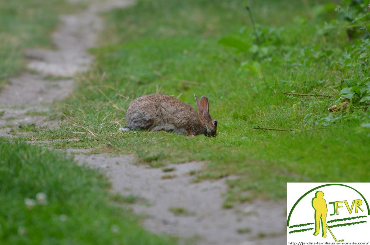 lapin de garenne