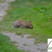 lapin de garenne