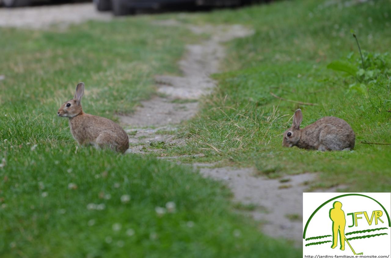 lapin de garenne