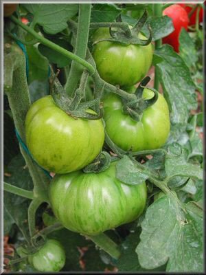 green_bell_pepper_