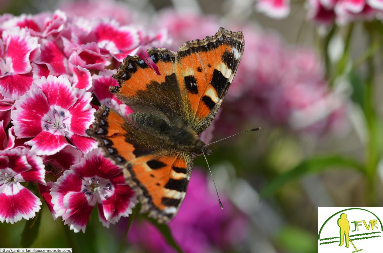 papillon sur un oeillet de poète