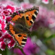 papillon sur un oeillet de poète