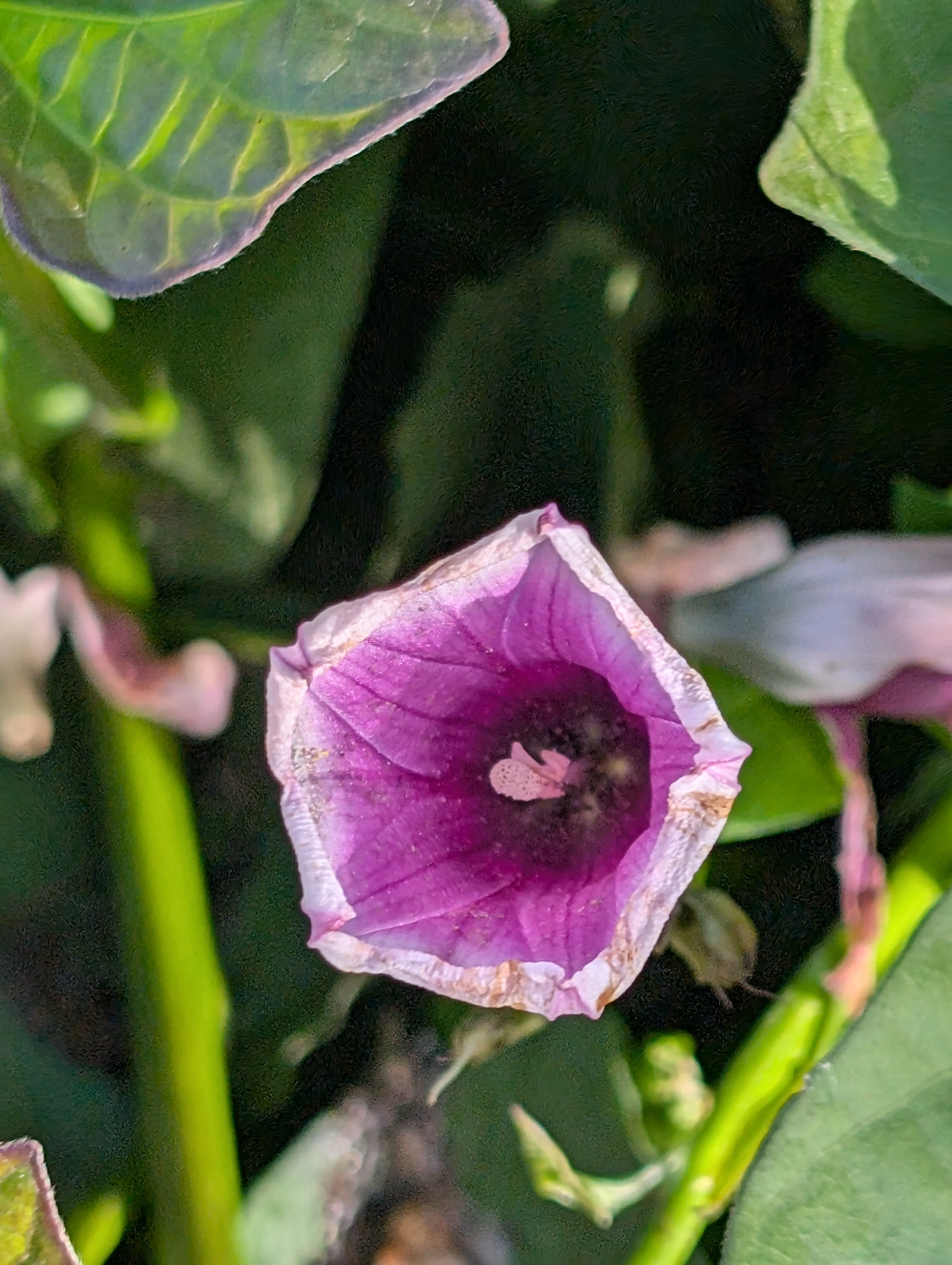 Fleur patate douce