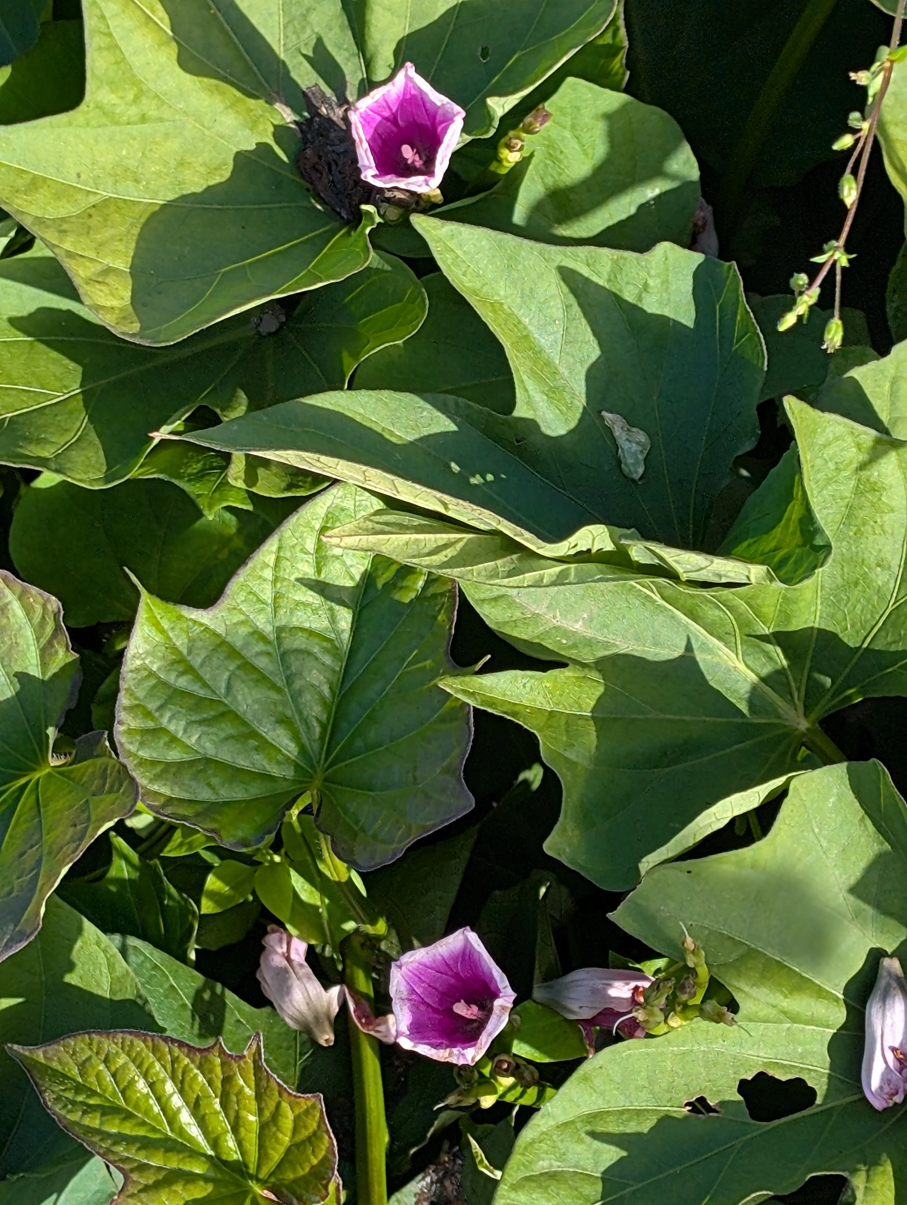 Fleur de patate douce