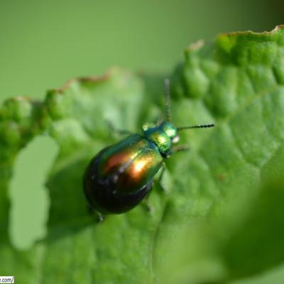 Insectes et animaux