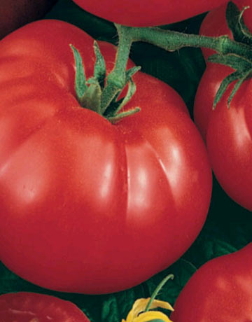 tomate marmande