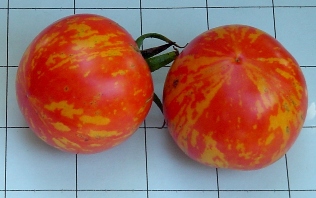 tomate red_zebra
