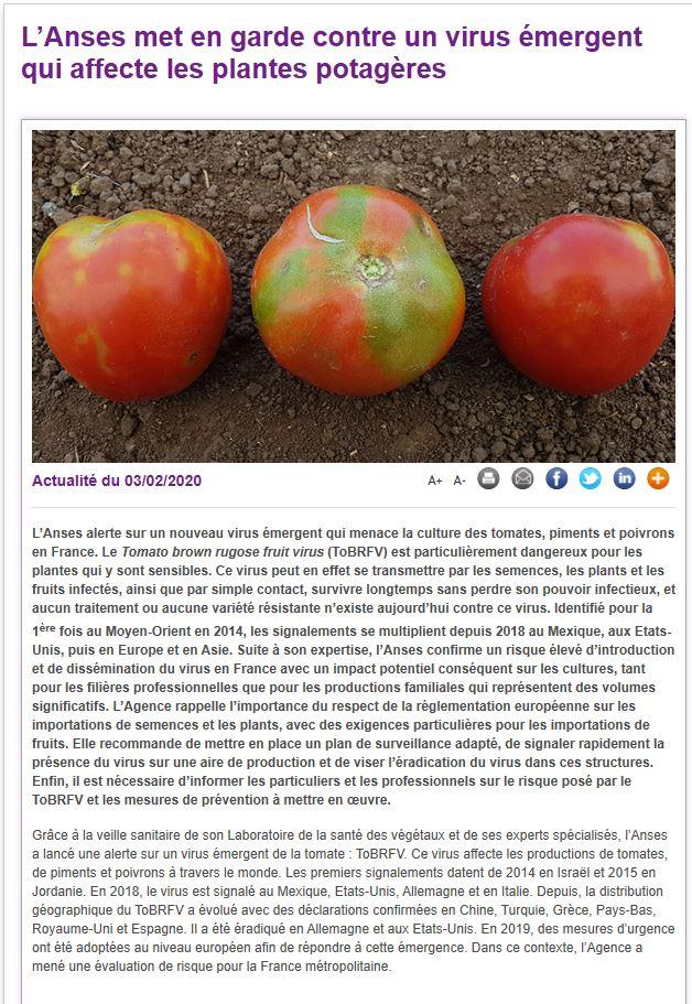 Tobrfv tomate anses